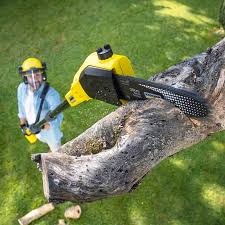 Lawn Maintenance Plans in Forestville, OH
