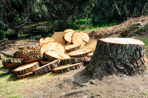 How Our Tree Care Process Works  in  Forestville, OH